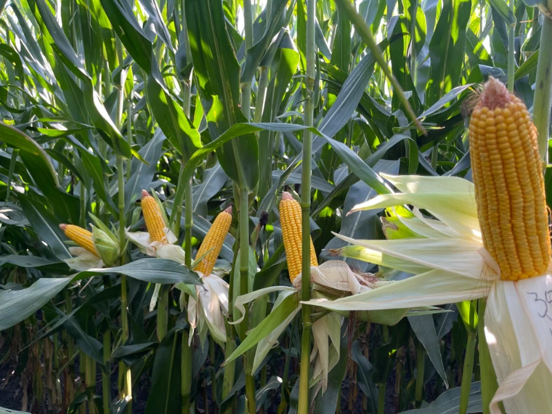 roots family portrait on their farm